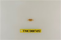 藏品(拉氏清溪蟹)的圖片